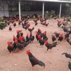 Gà mía sơn tây trống